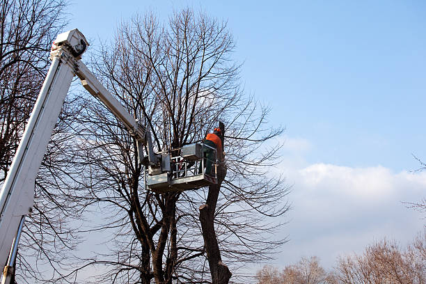 How Our Tree Care Process Works  in  Walnut Cove, NC